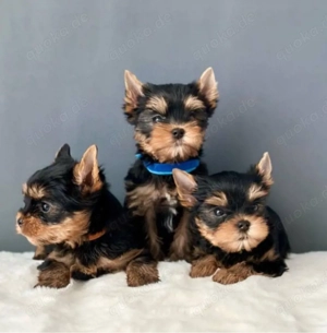 Yorkshire terrier mini welpen