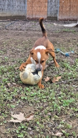 Baro, z.Zt. in Ungarn, junger Dauerschwanzwedler Bild 9