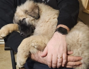 Germanischer Bärenhund mit Ahnentafel 