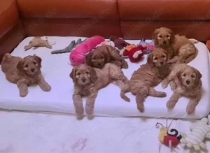 Cockapoo welpen