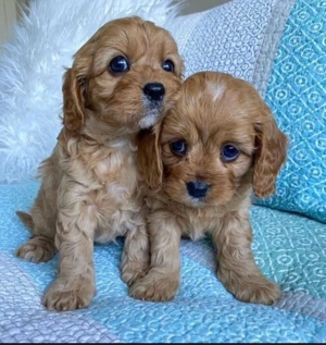 Cockapoo welpen Bild 3