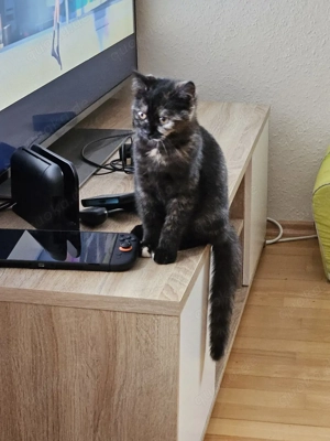 Wunderschöne Junge BKH Katze sucht ihr Zuhause