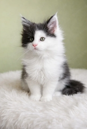 Maine Coon Prinzessin sucht Kuschelkörbchen