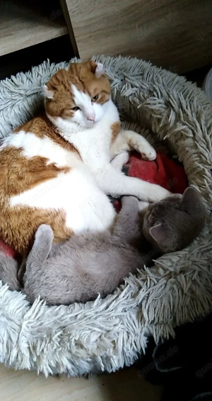 Kater Leo sucht neues zuhause