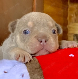 Premium Französische Bulldoggen Welpen aus promovierter Zucht 