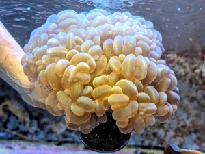 Blasenkoralle Meerwasser PLEROGYRA SINUOSA