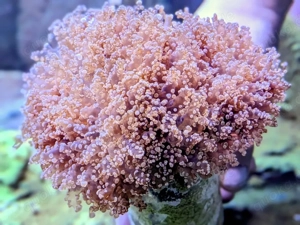 Euphyllia paradivisa (Orange-Yellow)