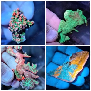 Ableger Korallen LPS SPS Bild 4