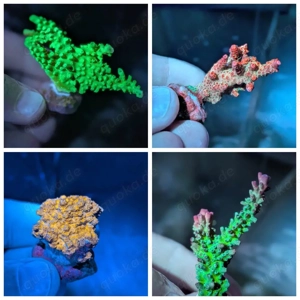 Ableger Korallen LPS SPS Bild 3