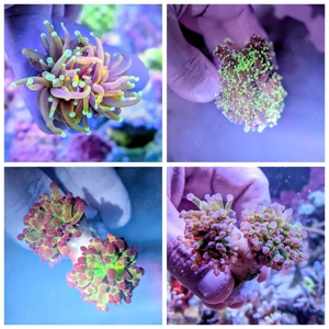 Ableger Korallen LPS SPS Bild 5