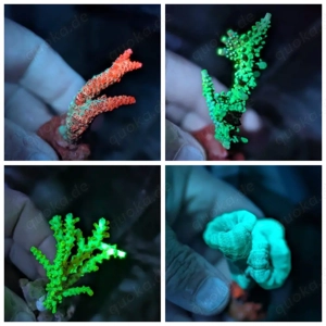 Ableger Korallen LPS SPS