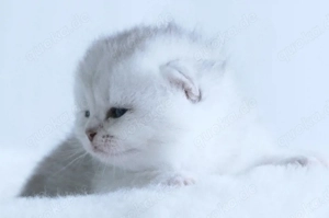 BKH   Britisch Kurzhaar Babys 