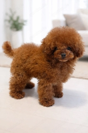 toypudel asiatischer toy pudel reinrassig rot 