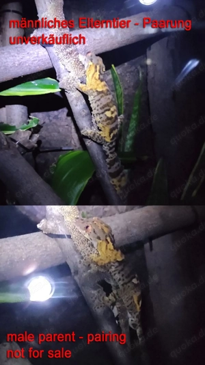 Uroplatus henkeli - mehrere Tiere - juvenil bis subadult von 2024 und 2025