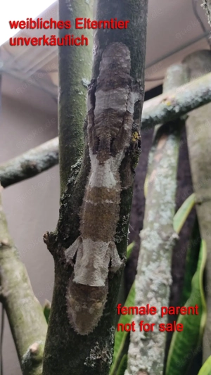 0,3 Uroplatus henkeli, Piebald inside Bild 5
