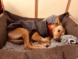 PIPA - sucht Ihren Lieblingsmenschen