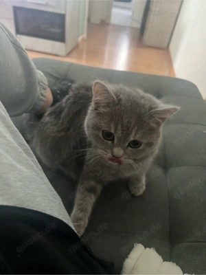 BKH Katze 5 Monate 