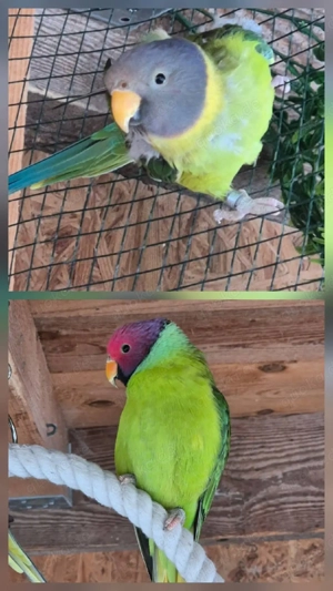 Suche Pflaumenkopfsittich 