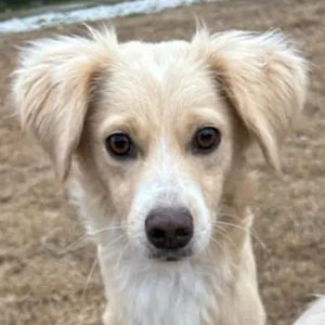 Hazel, geb. ca.02 2025, lebt in GRIECHENLAND, auf einer privaten Pflegestelle 