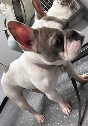 französische bulldogge hündin