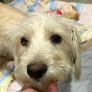 Nefeli, geb. ca. 01 2025, lebt in GRIECHENLAND, auf einer privaten Pflegestelle 