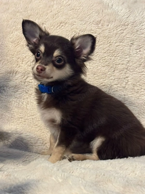 Chihuahua-Rüde Bootsmann sucht neues Zuhause