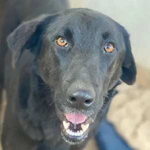 Jinx, geb. ca. 01 2025, lebt in GRIECHENLAND, im städt. Tierheim Serres