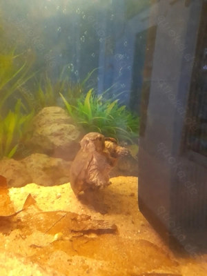 Moschusschildkröte Wasserschildkröte Bild 4