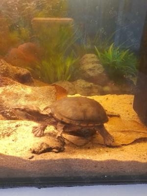 Moschusschildkröte Wasserschildkröte Bild 2