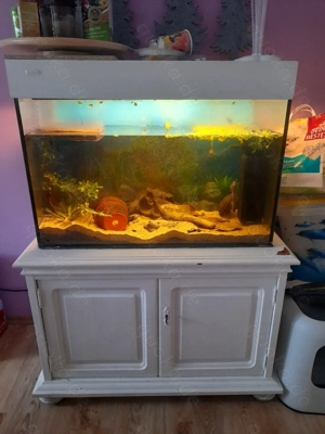 Moschusschildkröte Wasserschildkröte Bild 5