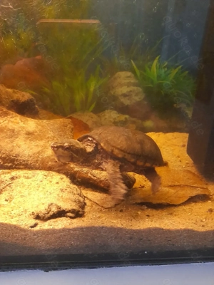 Moschusschildkröte Wasserschildkröte Bild 3