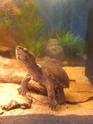 Moschusschildkröte Wasserschildkröte