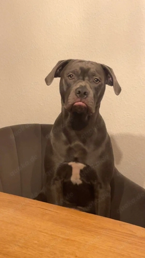 Old English Bulldogge Mix