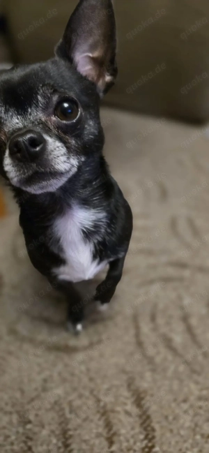 Deckrüde Chihuahua Bild 3