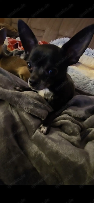 Deckrüde Chihuahua Bild 8