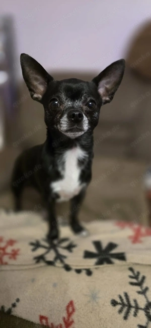 Deckrüde Chihuahua Bild 5