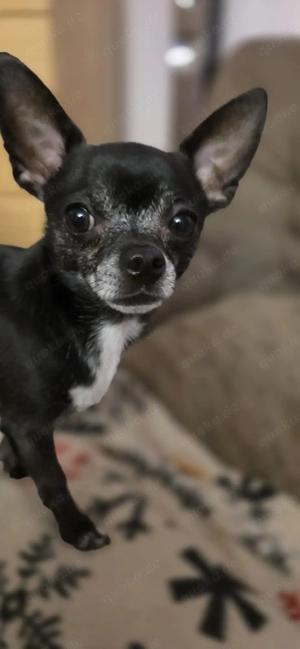 Deckrüde Chihuahua