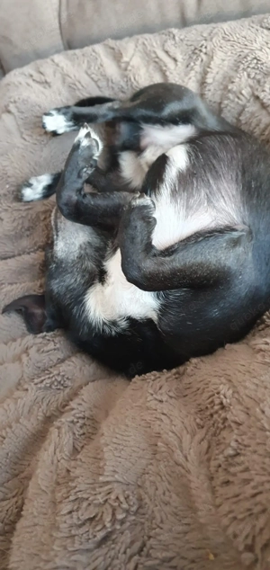 Deckrüde Chihuahua Bild 9