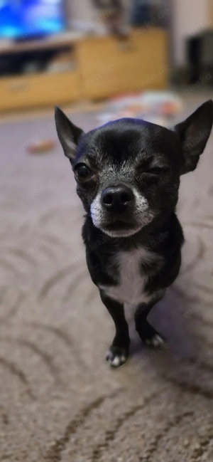 Deckrüde Chihuahua Bild 6