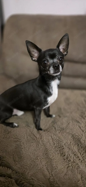 Deckrüde Chihuahua Bild 2