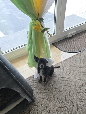 Deckrüde Chihuahua Bild 10