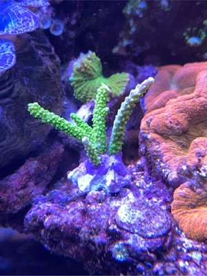 Meerwasser Ableger Acropora Enzmann