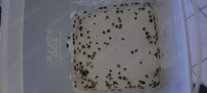 Asterina   Gänsefußseesterne   Futterseesterne