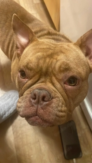 Französische  Englische Bulldogge mix  Dringend