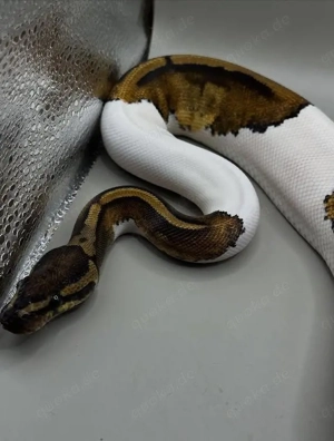 Zu verkaufen: Wunderschöne weibliche Ball Python