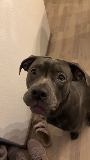 Old English Bulldogge Mix