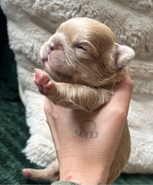 Französische Bulldoggen Welpen - typvoll