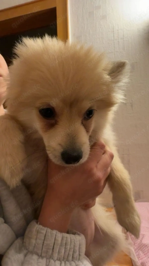  Zwergspitz weibchen sucht eine Familie 