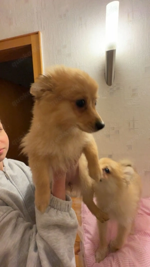 2 Zwergspitz weibchen Geschwister suchen eine Familie 