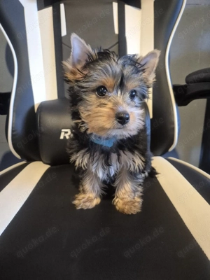 yorkshire terrier Welpen zum verkauf